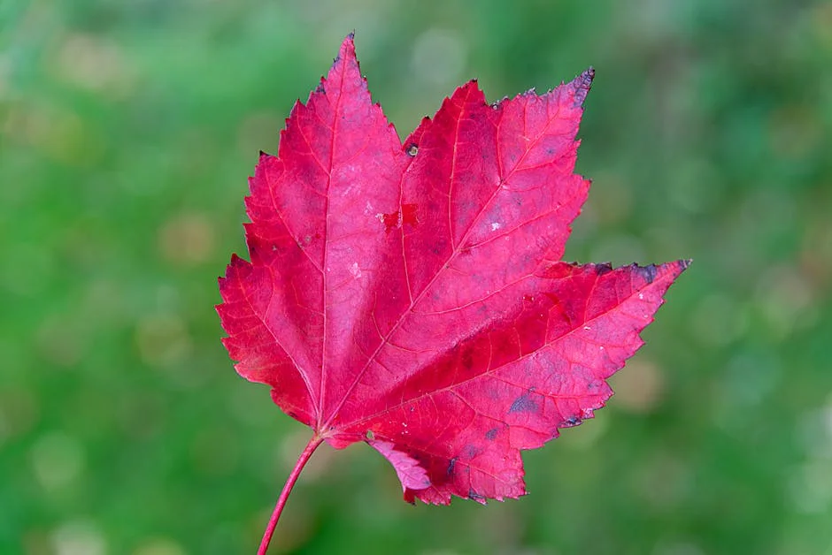 Acer Unveils AI-Powered TravelMate P4 and P2 with 27-Hour Battery Life: What It Means for Indian Tech Users