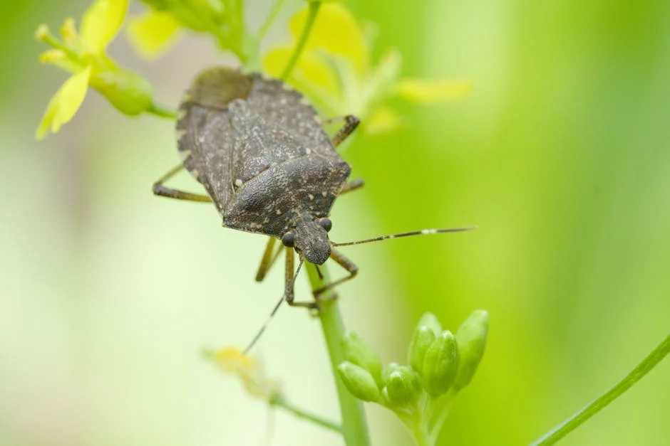 Arunachal MLAs Slam Racism Against Northeast Citizens - Demands Stricter Laws