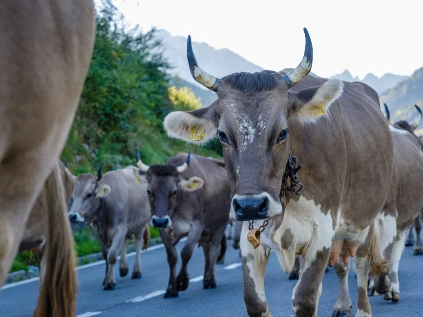 Bruna Dantas Lobato criticises US immigration policy: discrimination at its core — Business Economy