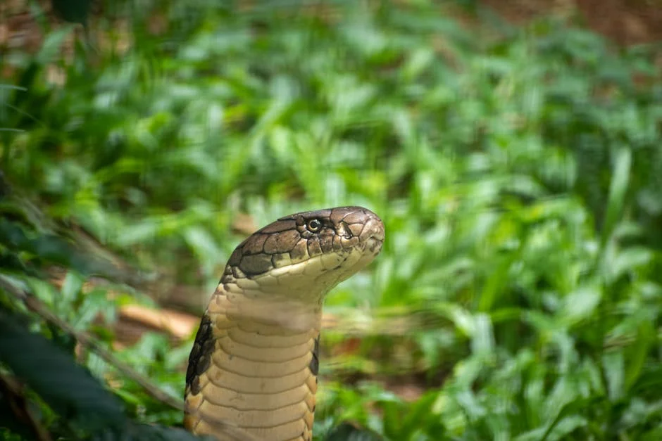 Cape Cobra Spotted in Pool Just Before Children’s Swim Time - Animal Welfare Society Issues Warning