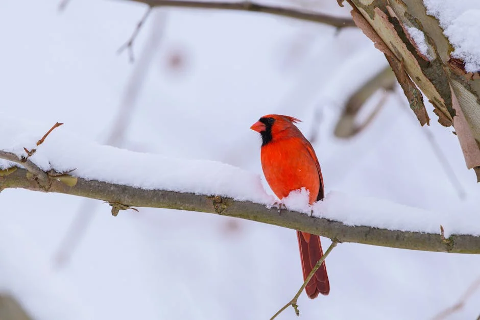 Cardinals Shift Dustin May's Schedule — Fans React to Change