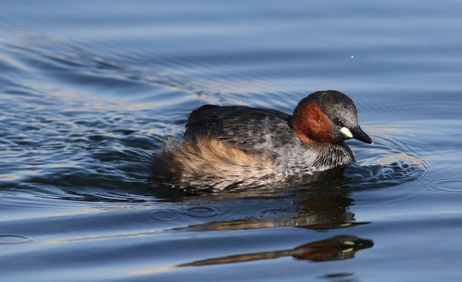 Cashbuild Confirms 21% Dividend Increase Despite Tough Trading Conditions: What It Means for Ekurhuleni