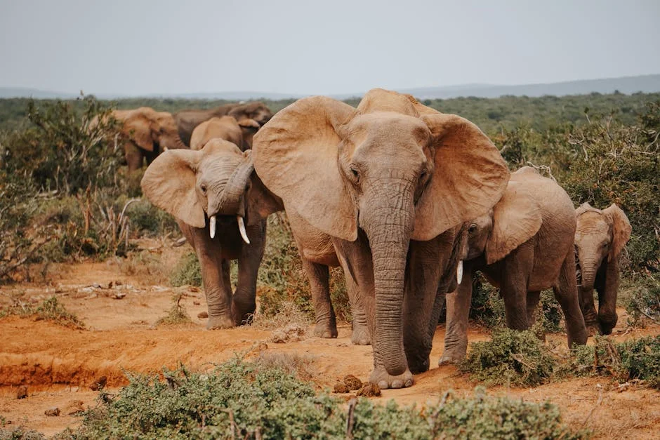 DHL unveils R5.8bn investment plan for sub-Saharan Africa — what it means for communities