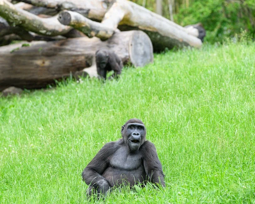DR Congo government confirms 200 deaths from landslide at rebel-held mine: local communities devastated