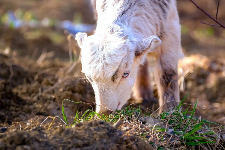 Elements Lamb Launches New Initiative: Boosting Local Economy and Sustainability — Business Economy