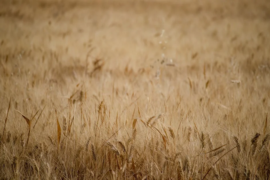 Europa Halts Wheat Imports Amid Currency Crisis — and Prices Are Already Rising
