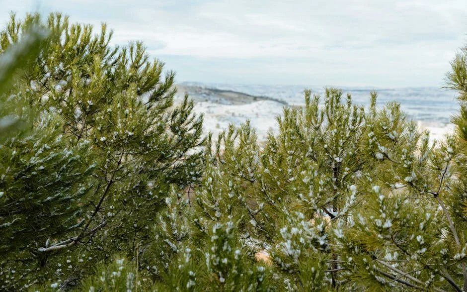 Haitian Skier Overcomes Earthquake to Compete at Paralympics