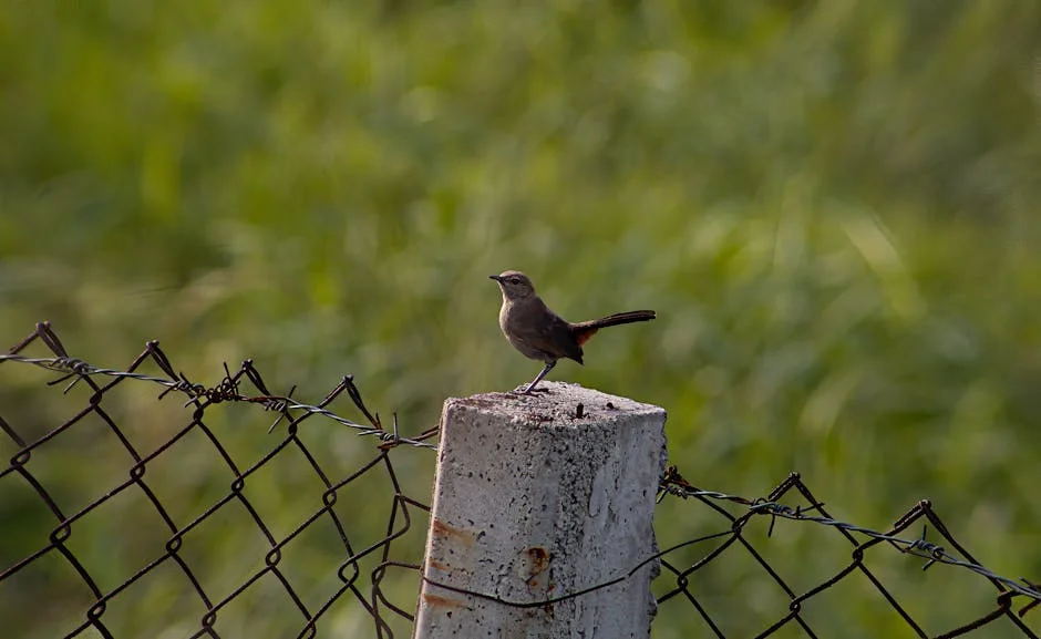 India Post Confirms First Merit List Release Date for GDS Recruitment: What It Means for Candidates — Health Medicine