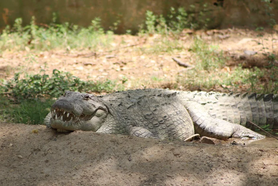 Kenya Issues Crocodile Warning as Lake Turkana Claims Seven Lives
