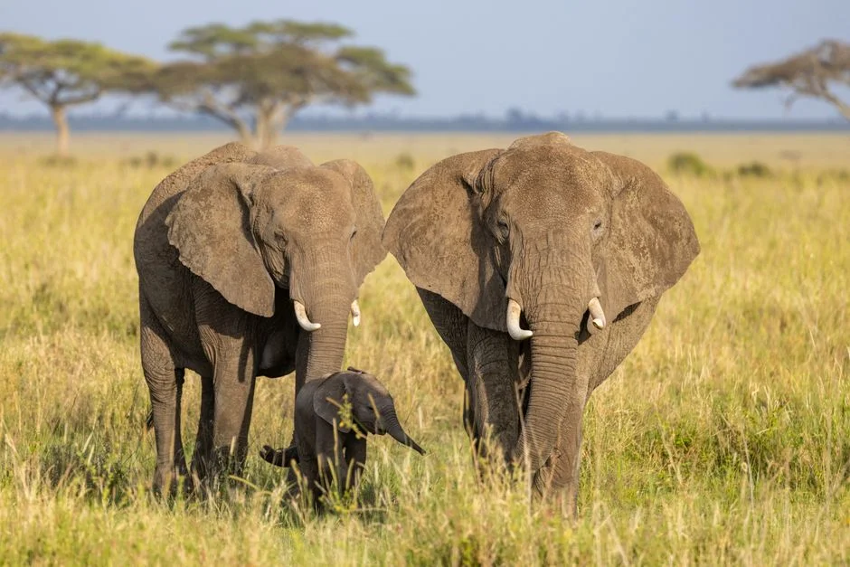 Kenya Protests Erupt as US Military Defies Court Order on Ebola Quarantine Base — Local News