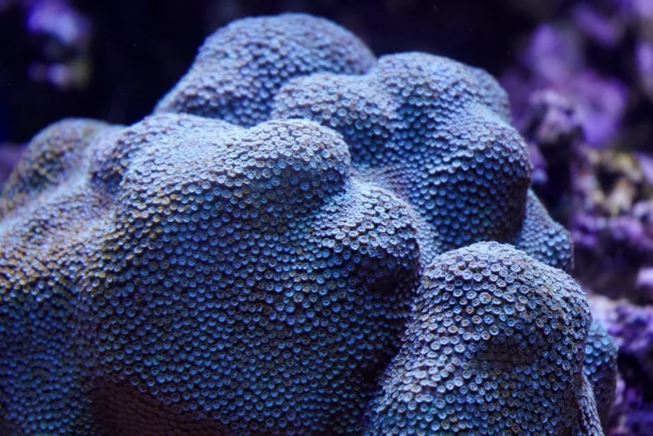 Kerala Researchers Launch Land-Based Nurseries for Coral Conservation: What It Means for Vizhinjam — Politics Governance
