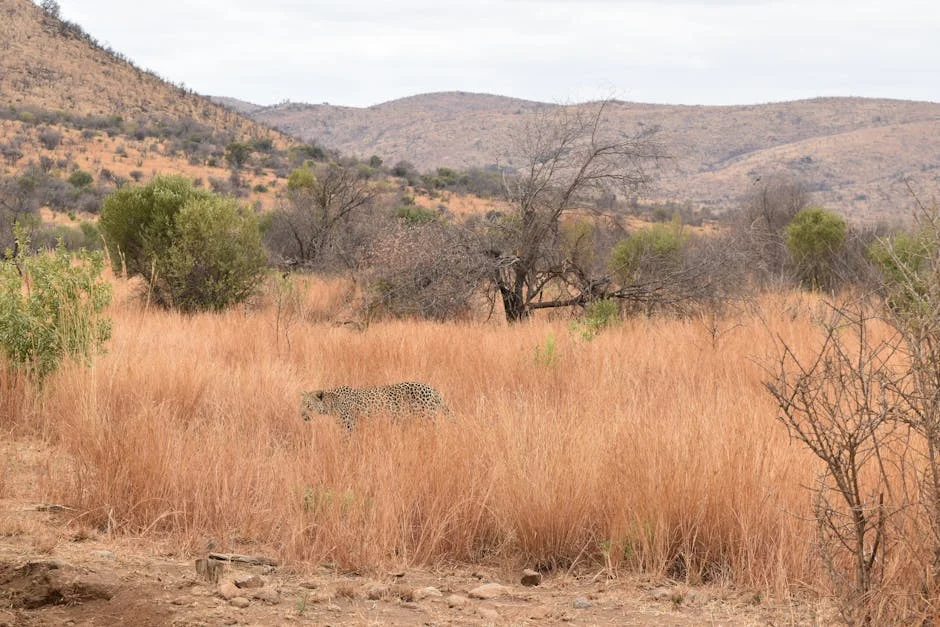 Leopard Survives Dramatic Fall After Fierce Fight: What This Means for Local Wildlife
