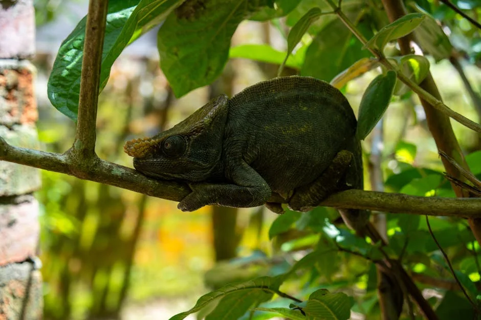 Madagascar Appoints Anti-Corruption Chief as New PM: Impact on Local Communities and Economy