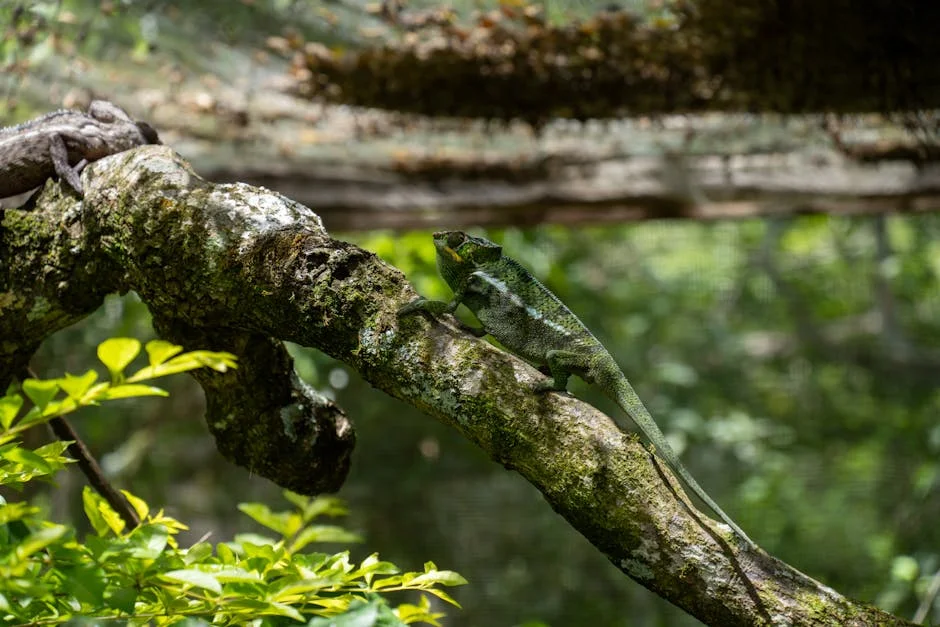 Madagascar Military Leader Sacks Cabinet - Col Randrianirina's Bold Move Explained — Politics Governance