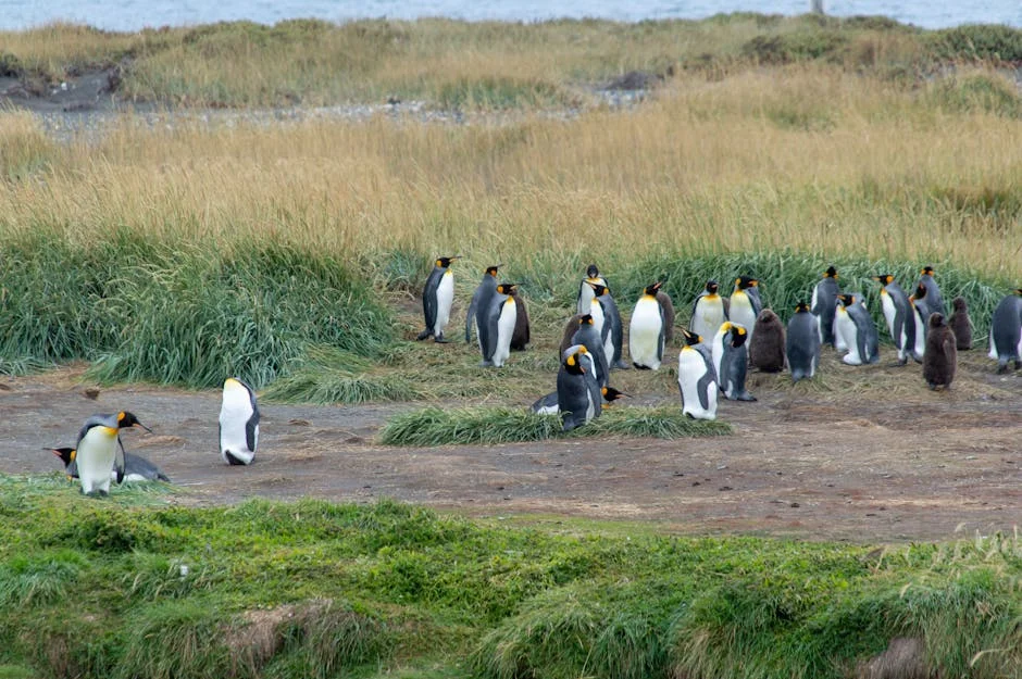 Namibia's Green Energy Dream Threatens Penguin Habitat - Why It Matters