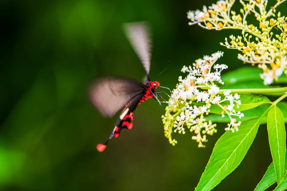 New butterfly species discovered in Amazon rainforest