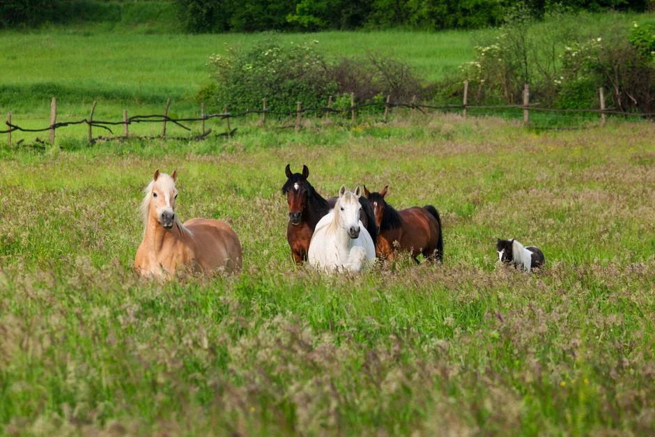 New York Mayor Demands End to Horse Carriage Industry After Indian Teen's Death — Business Economy