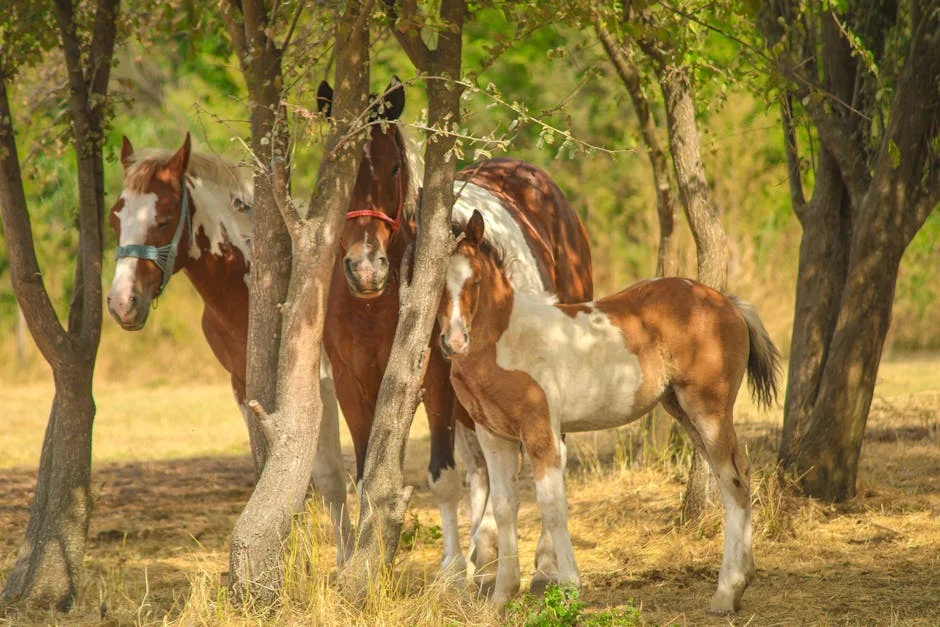 Pedro Pinto unveils new initiative to boost local economy — here's what it means — Business Economy