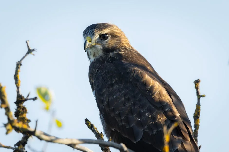Researchers Save Grounded Peregrine Falcon Chick in Mumbai