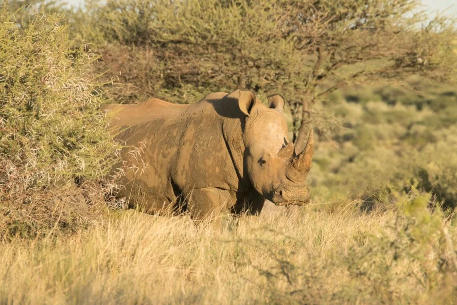 Rhino Horn Trafficking Mastermind Fined R2 Million by Limpopo High Court