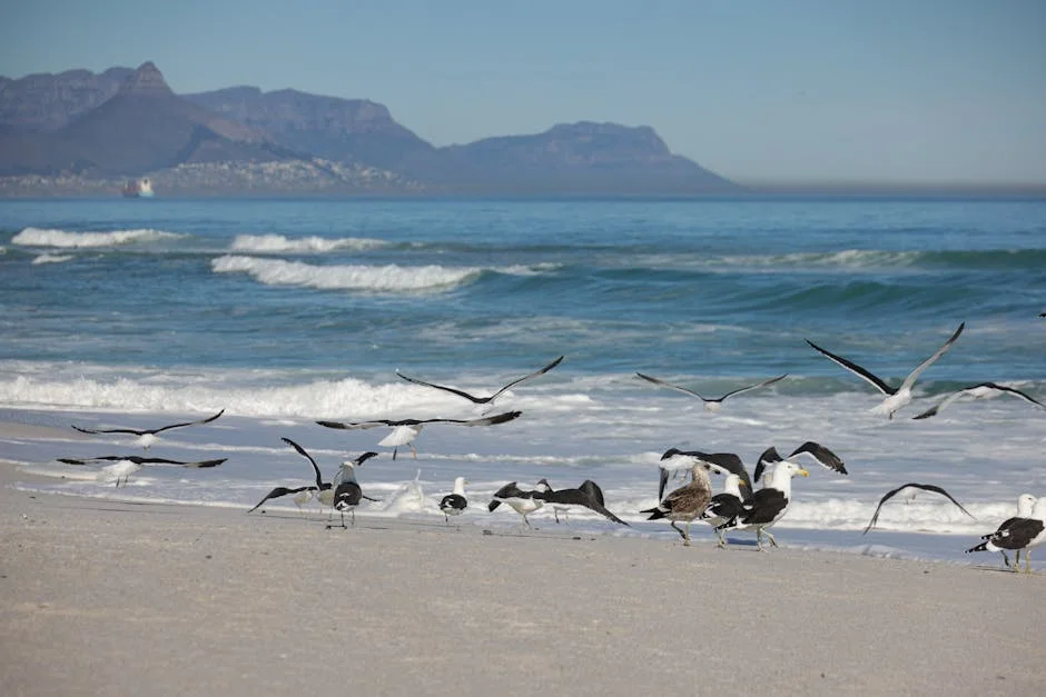 South Africa Announces Increased Old-Age Grants for May 2026