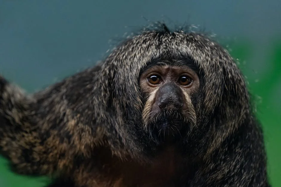 South Africa Confirms Visa-Free Travel to South America: What It Means for Citizens