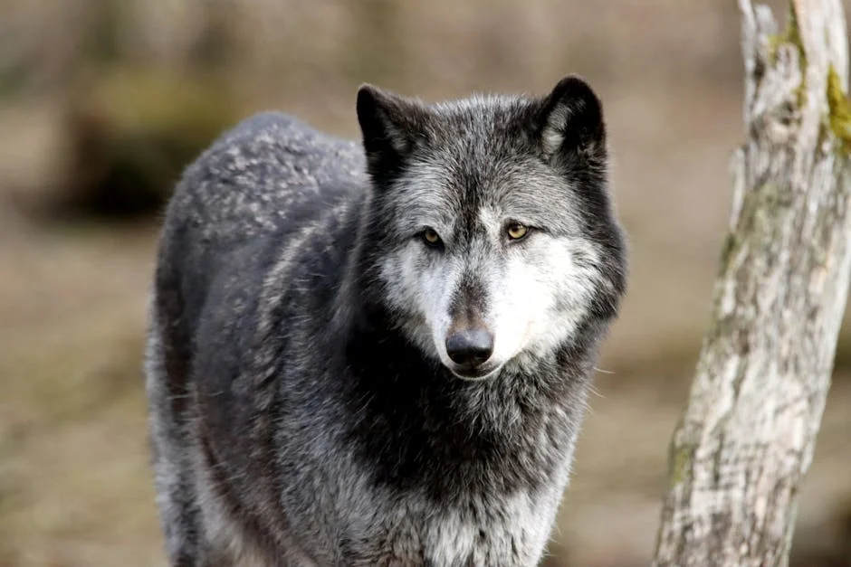 South Korea's Hunt for Escaped Wolf Intensifies with Howl Recordings
