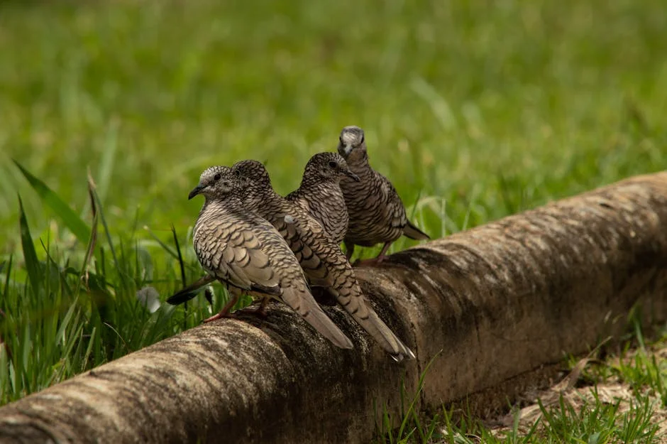 Trump's New Envoy Sparks Concern Over U.S. Influence in Brazil's Vote