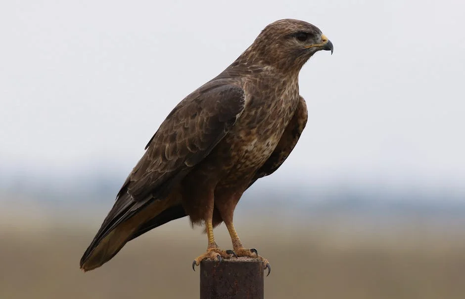 Tshwane Council Delays Decision on CFO Complaint: What This Means for Residents — Business Economy