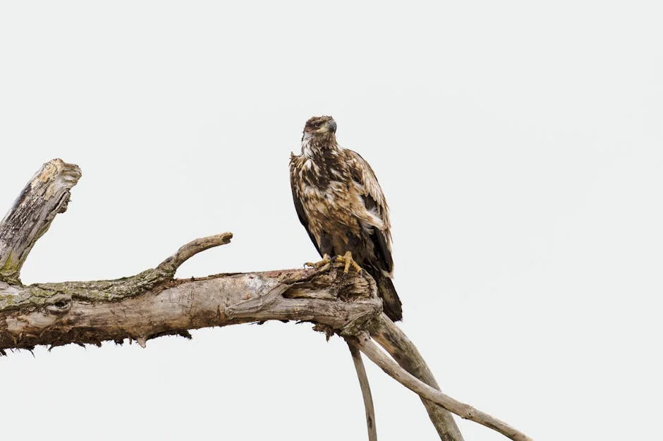 UK Government Backs Golden Eagle Return — Here’s What It Means for Rural Life