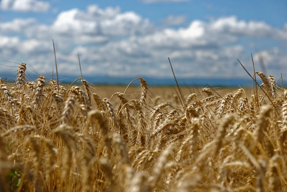 United Nations Launches Food Security Drive in Kampala