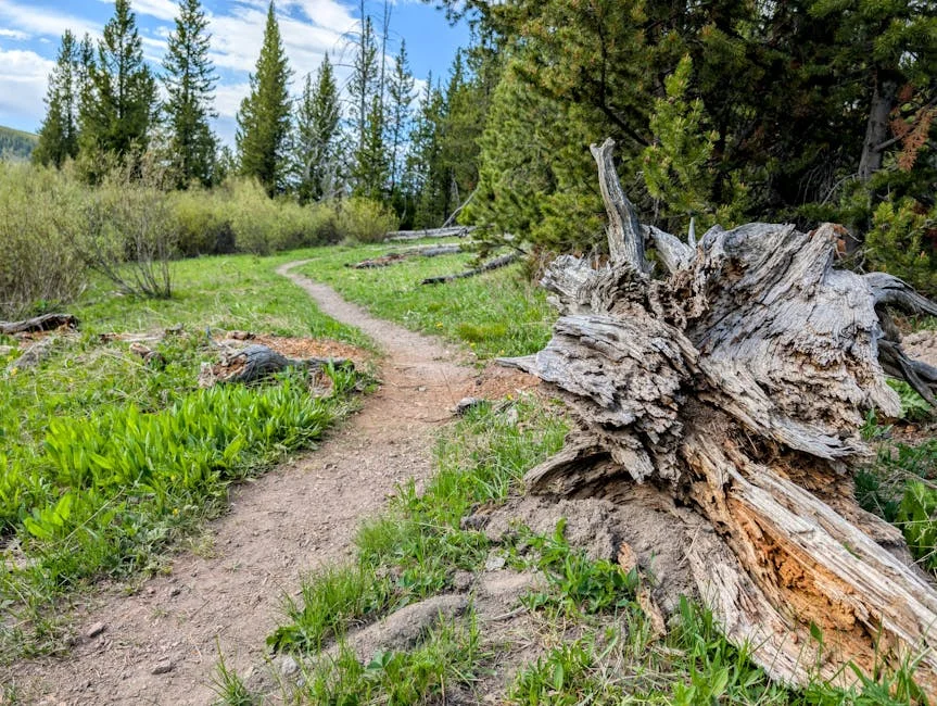 Yellowstone Bear Attack Triggers Safety Overhaul for Regional Visitors