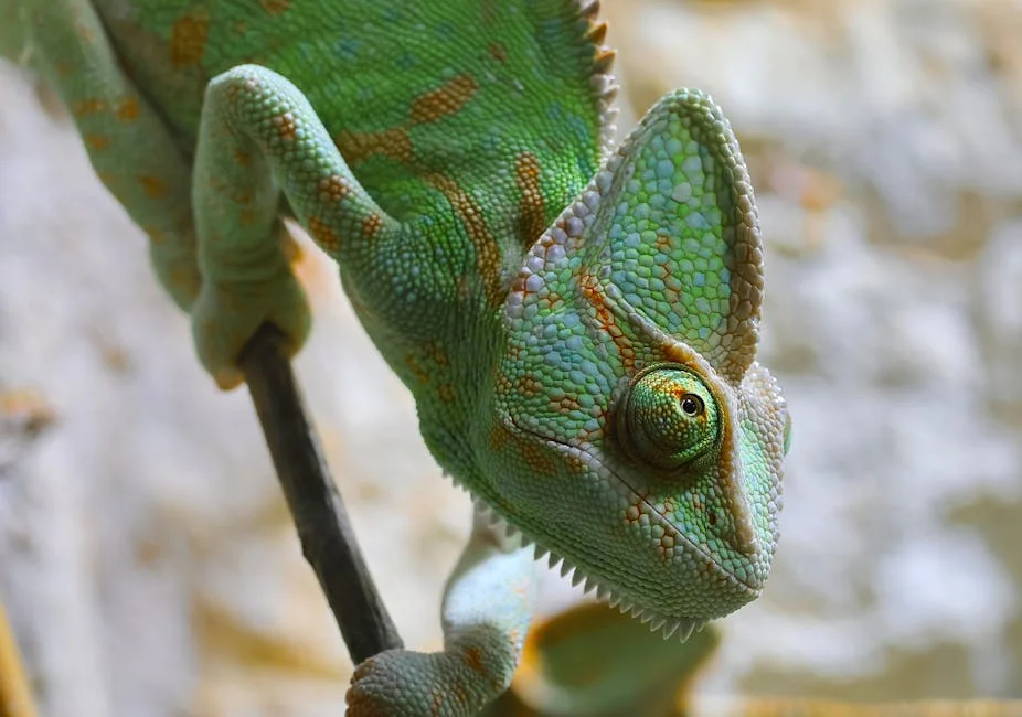 Zelensky announces Druzhba pipeline could be operational in a month: what it means for India — Business Economy